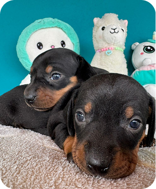 Dachshund