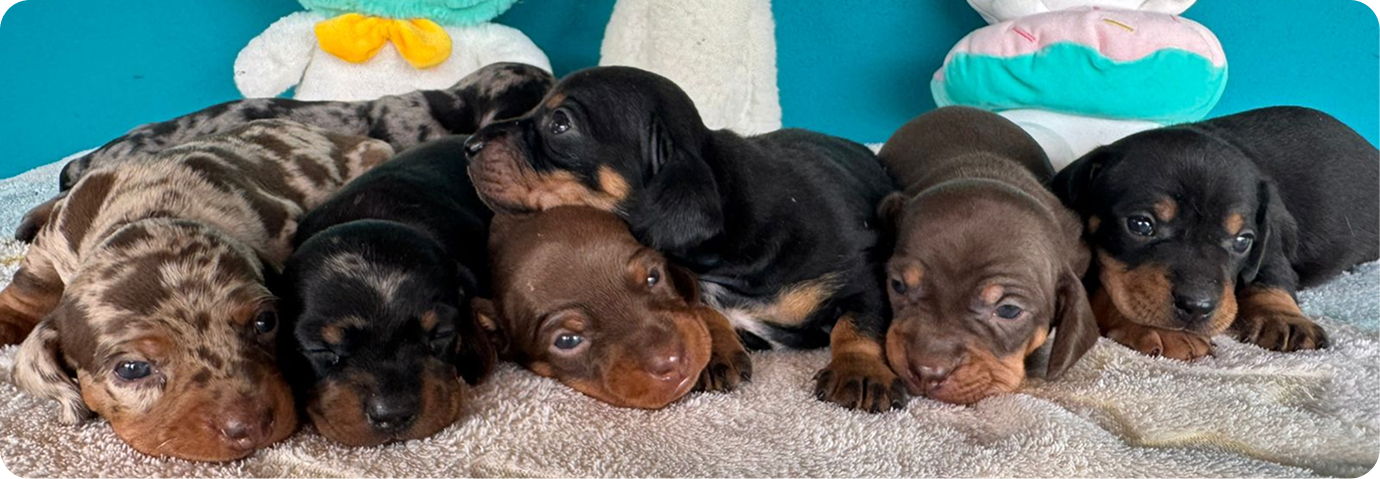 Dachshund